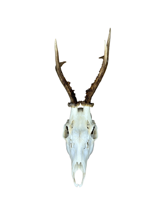 Bockschädel Rehbock Nr. 5