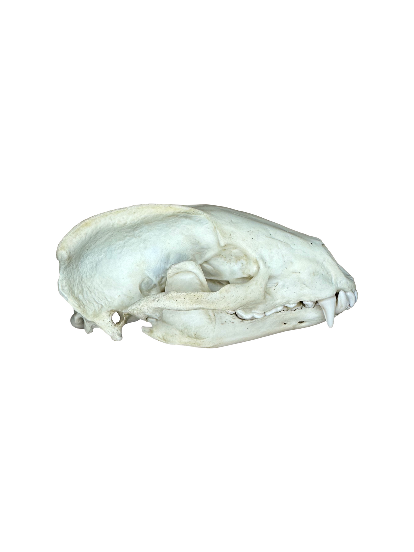 Dachs Schädel 2. Wahl Nr. 1