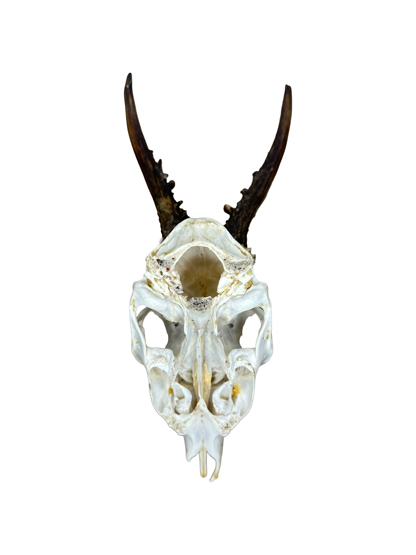 Bockschädel Rehbock Nr. 1