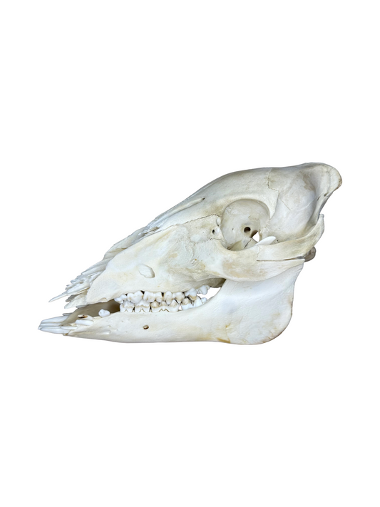 Wildschwein Schädel Nr. 3