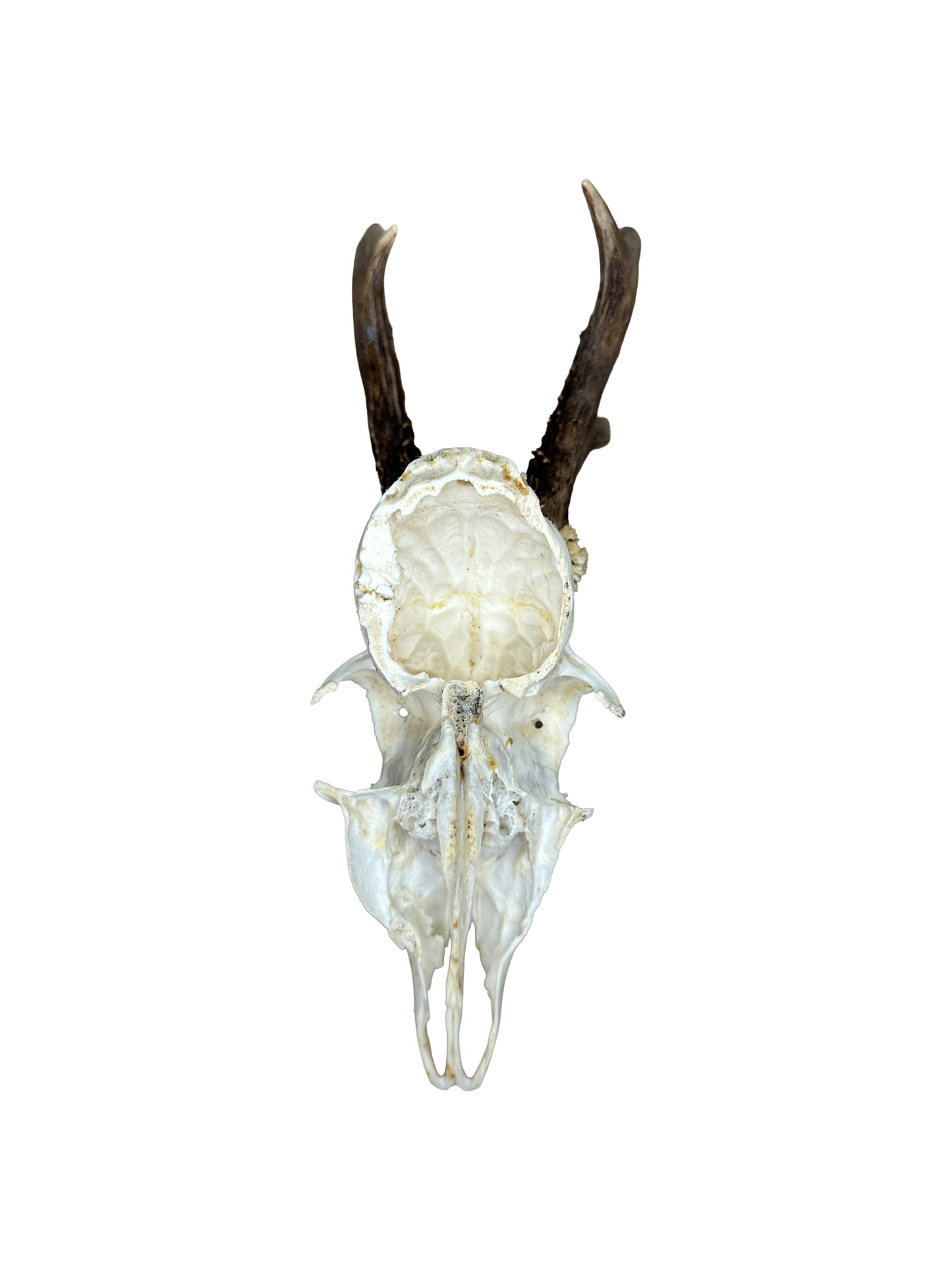 Bockschädel Rehbock Nr. 8
