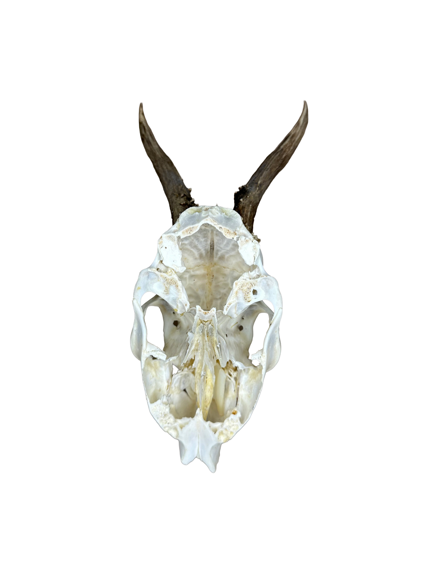 Bockschädel Rehbock Nr. 15
