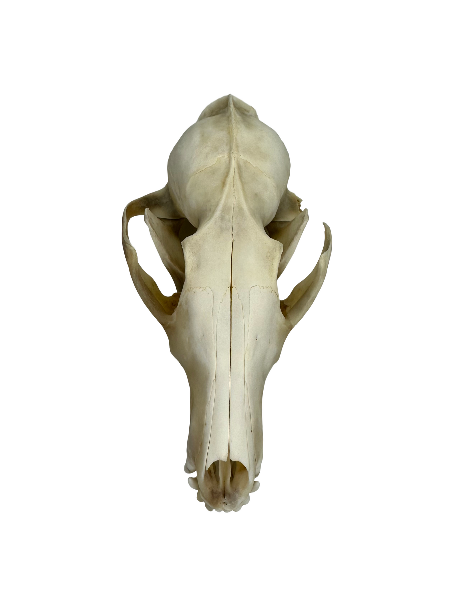 Fuchs Schädel Augenhöhle abgebrochen Nr. 4