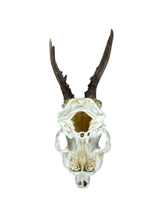 Bockschädel Rehbock Nr. 2