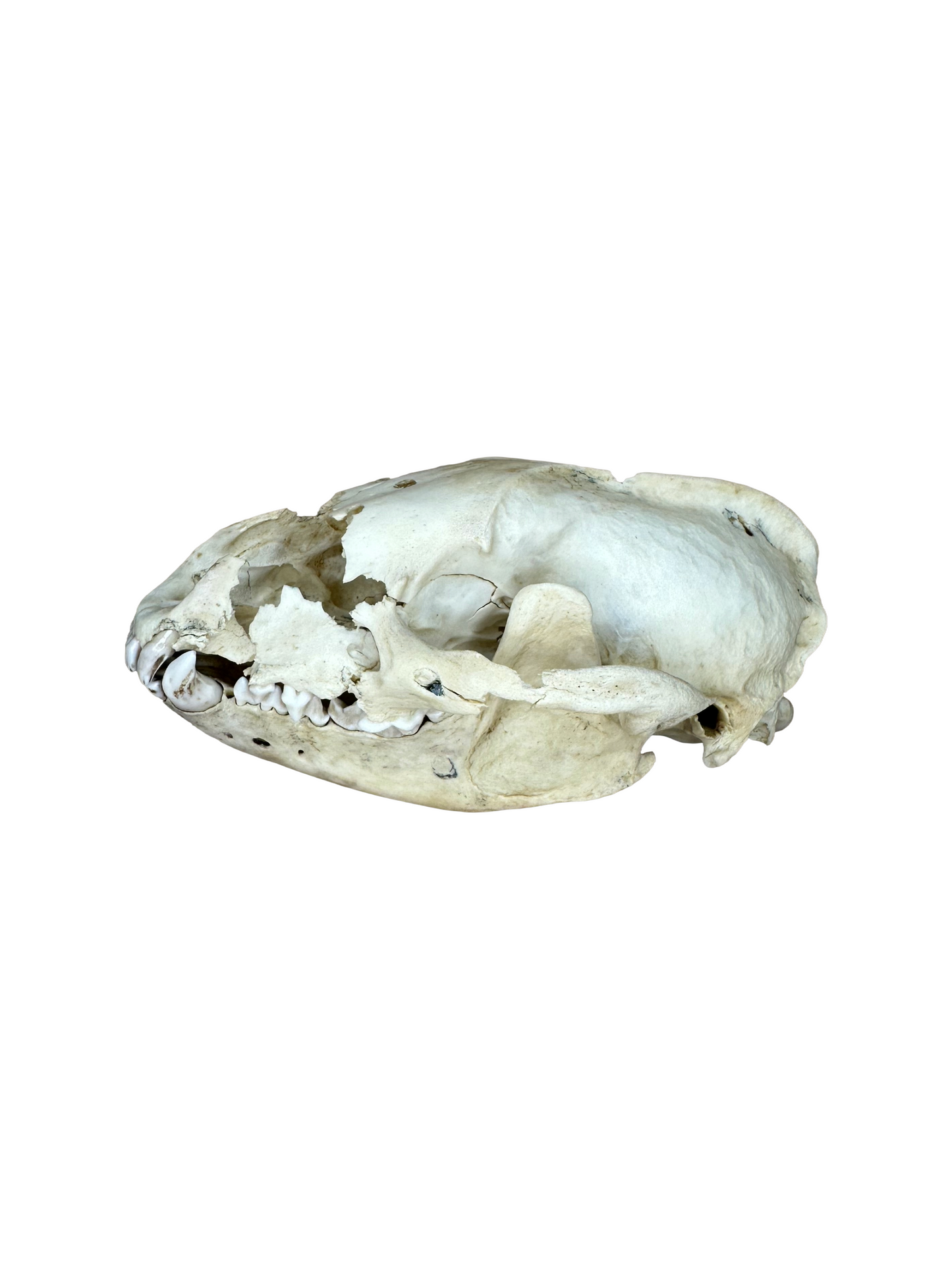 Dachsschädel kaufen