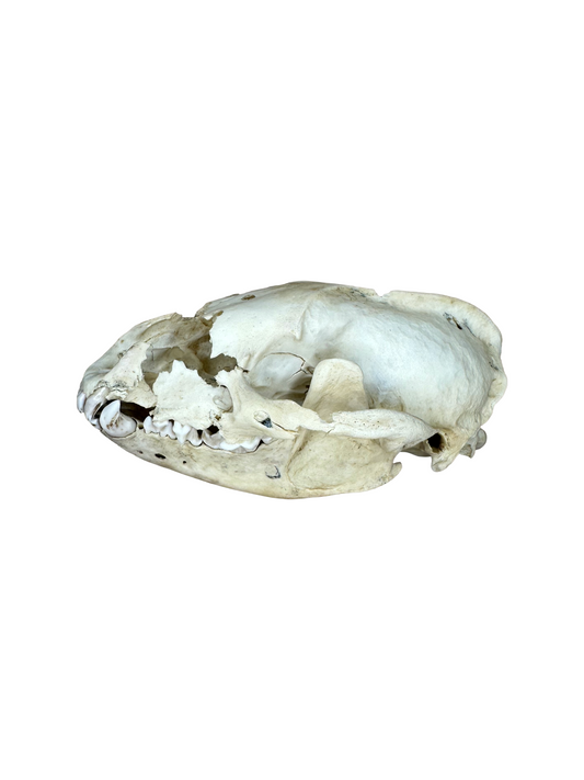 Dachsschädel kaufen