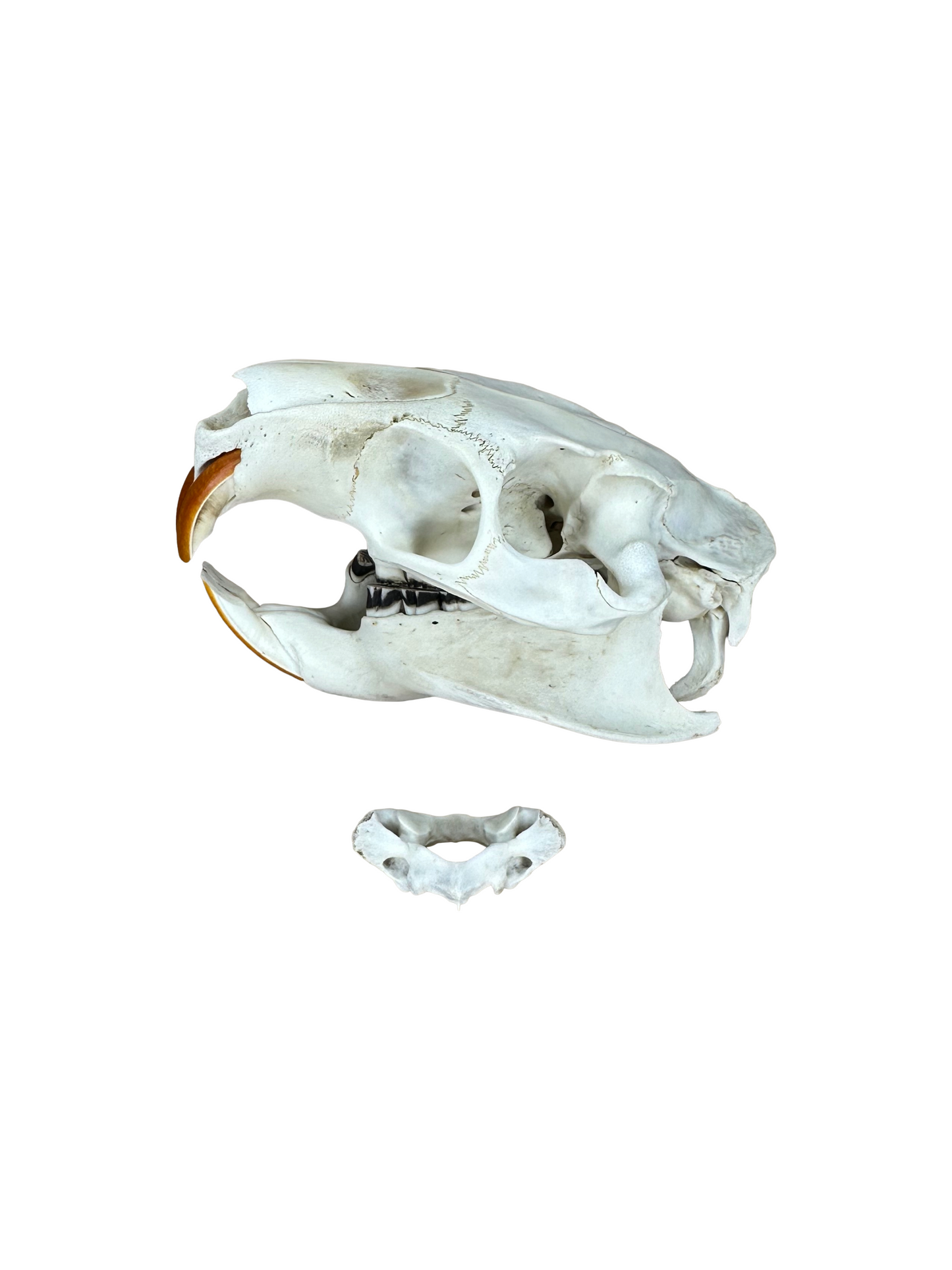 Nutria Schädel Hinterkopf fehlt Nr. 1