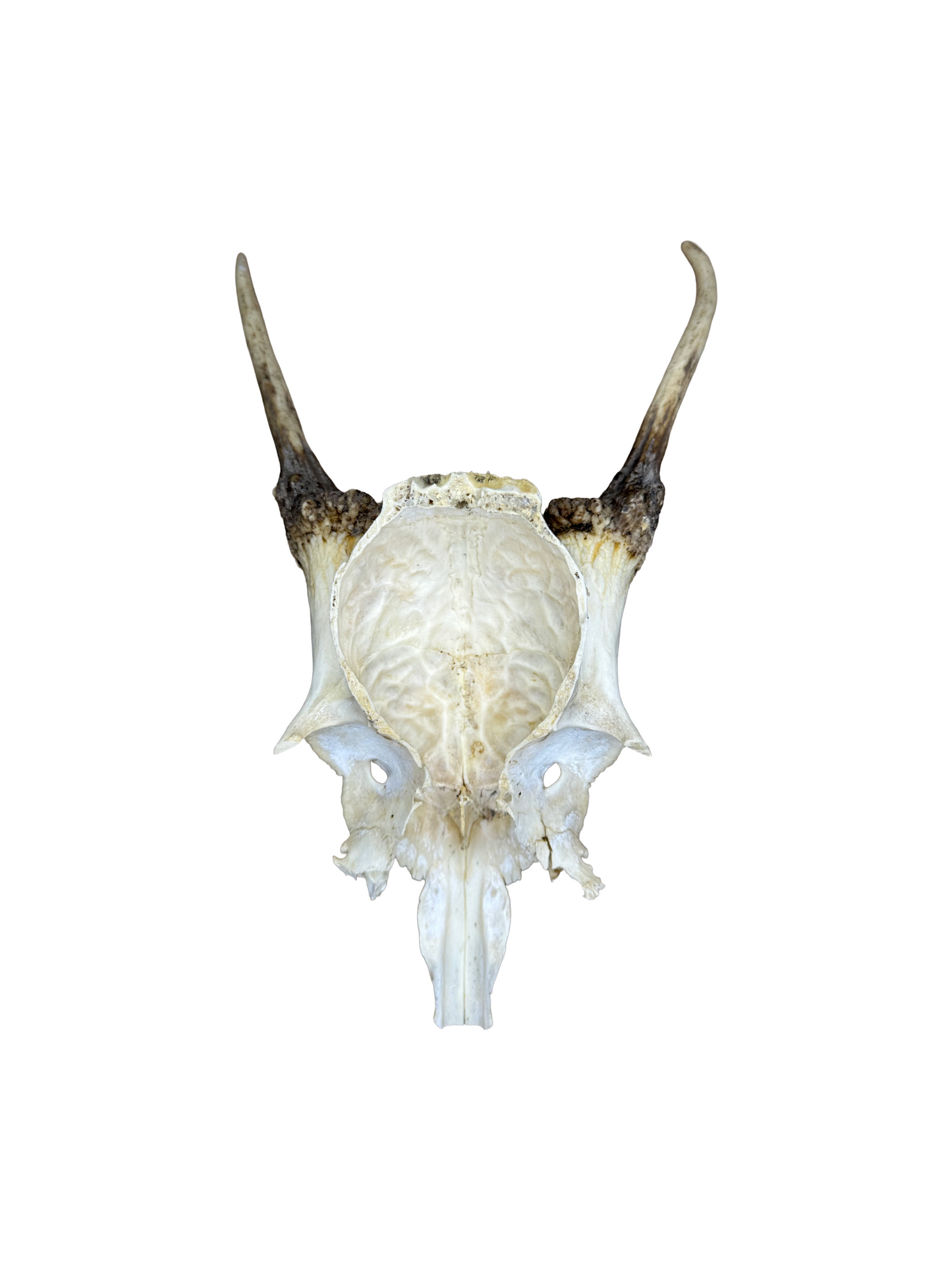 Rotwildschädel Nr. 1