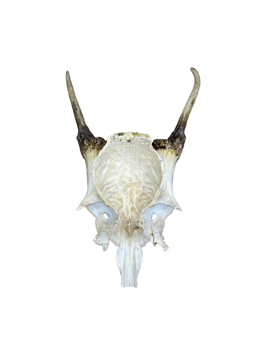 Rotwildschädel Nr. 1