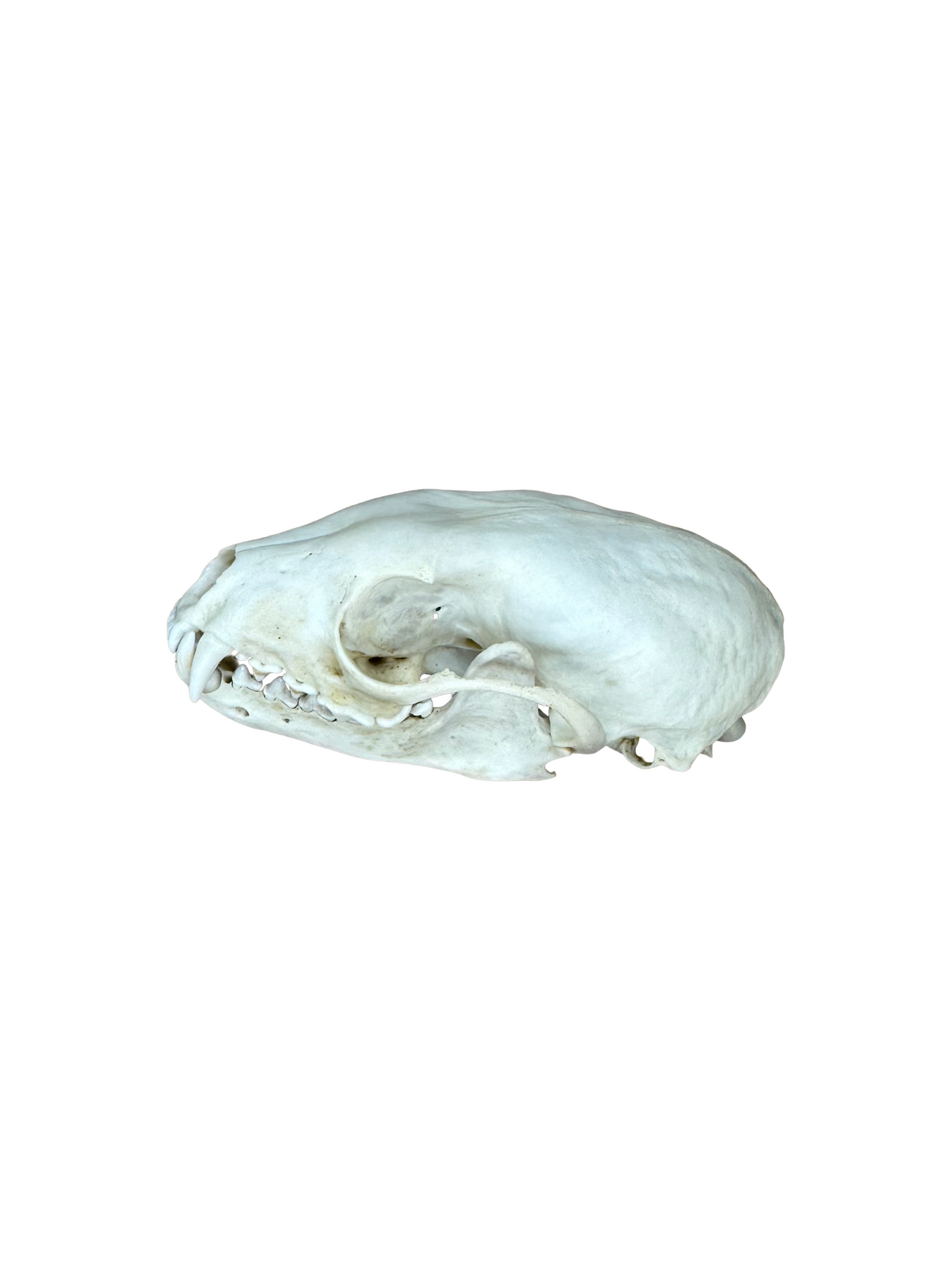 Baummarder Schädel 2. Wahl Nr. 2