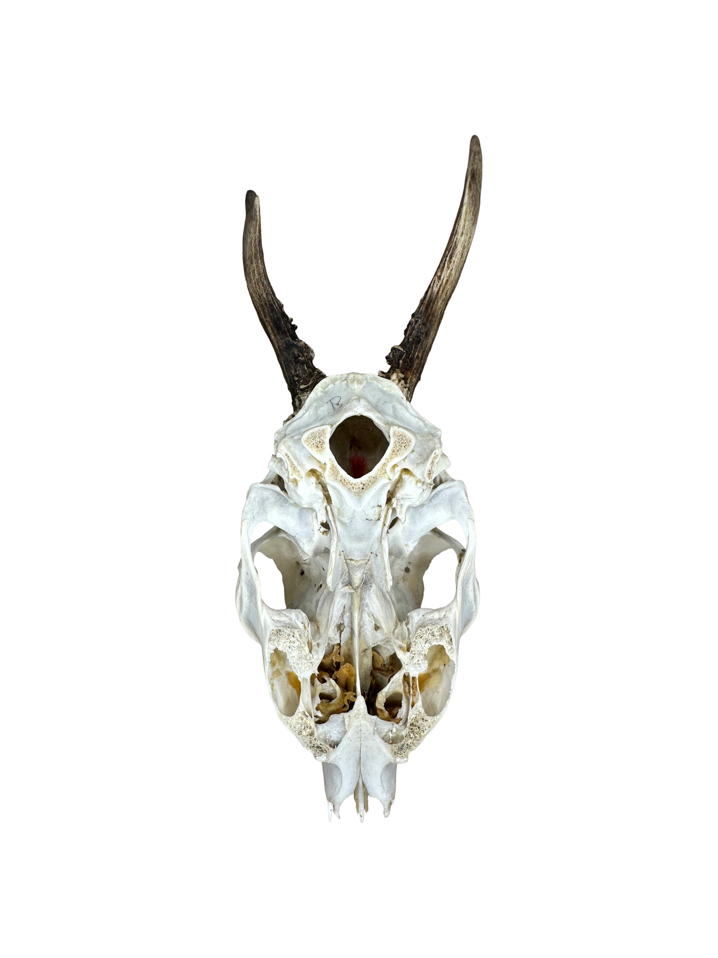 Bockschädel Rehbock Nr. 14