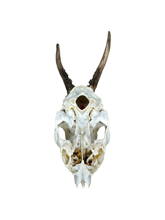 Bockschädel Rehbock Nr. 14