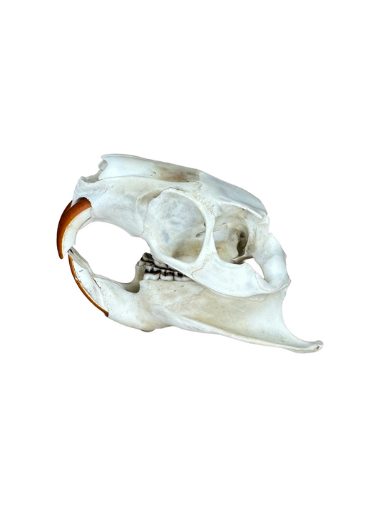 Nutria Schädel 2. Wahl Nr. 2