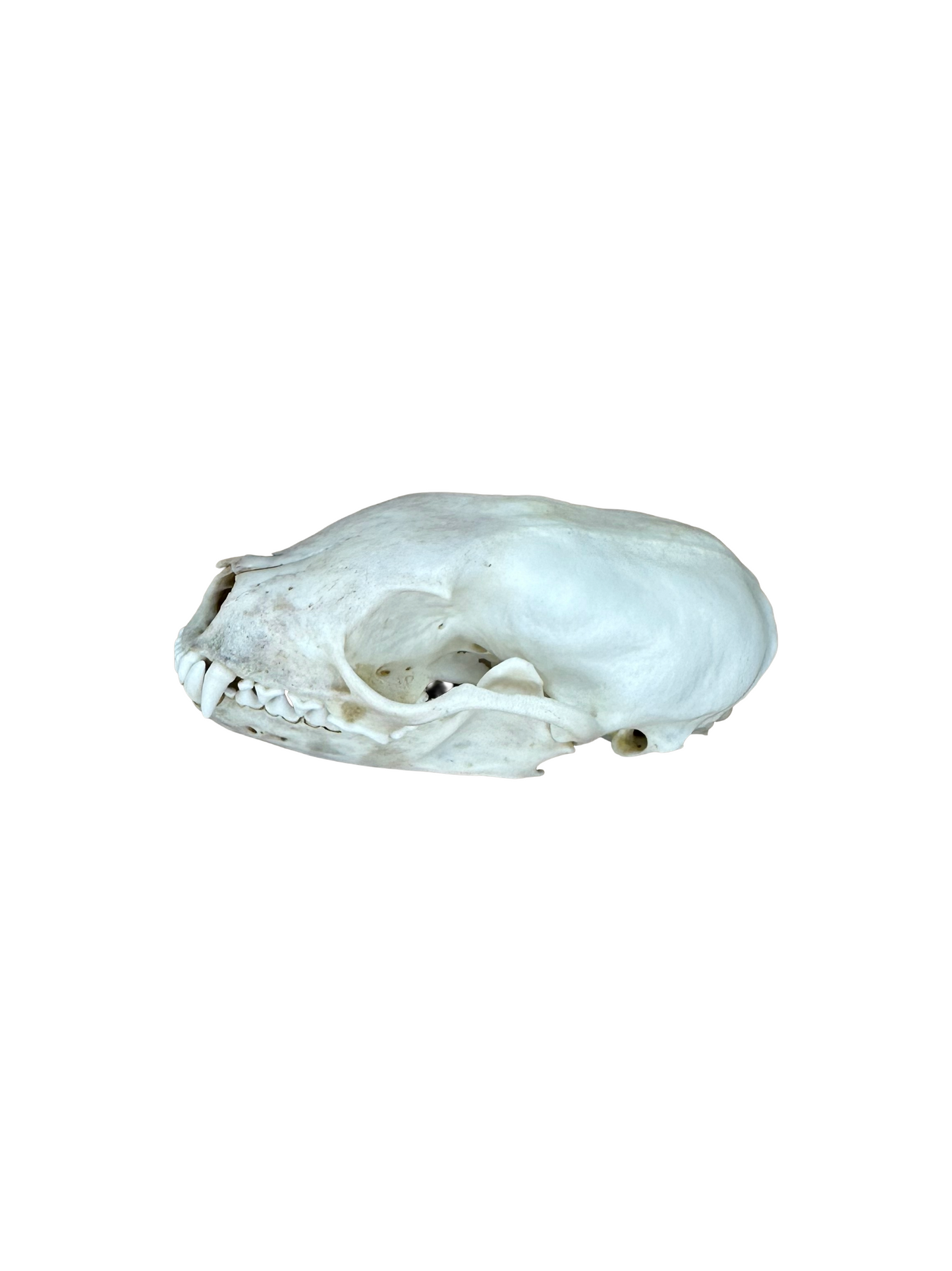 Steinmarder Schädel zwei kleine Löcher Nr. 4