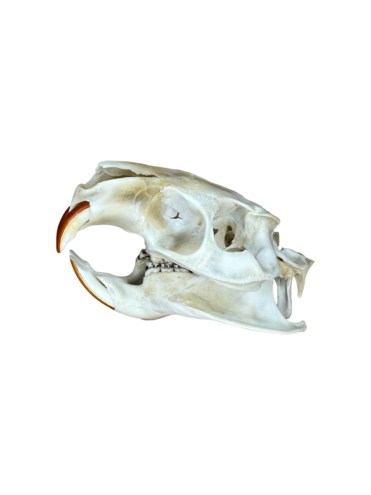 Nutria Schädel beschädigter Hinterkopf Nr. 3