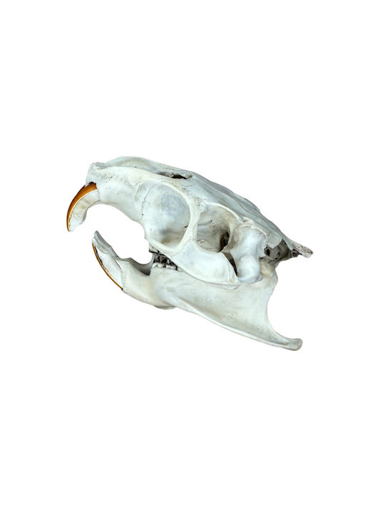 Nutria Schädel Hinterkopf gebrochen Nr. 4