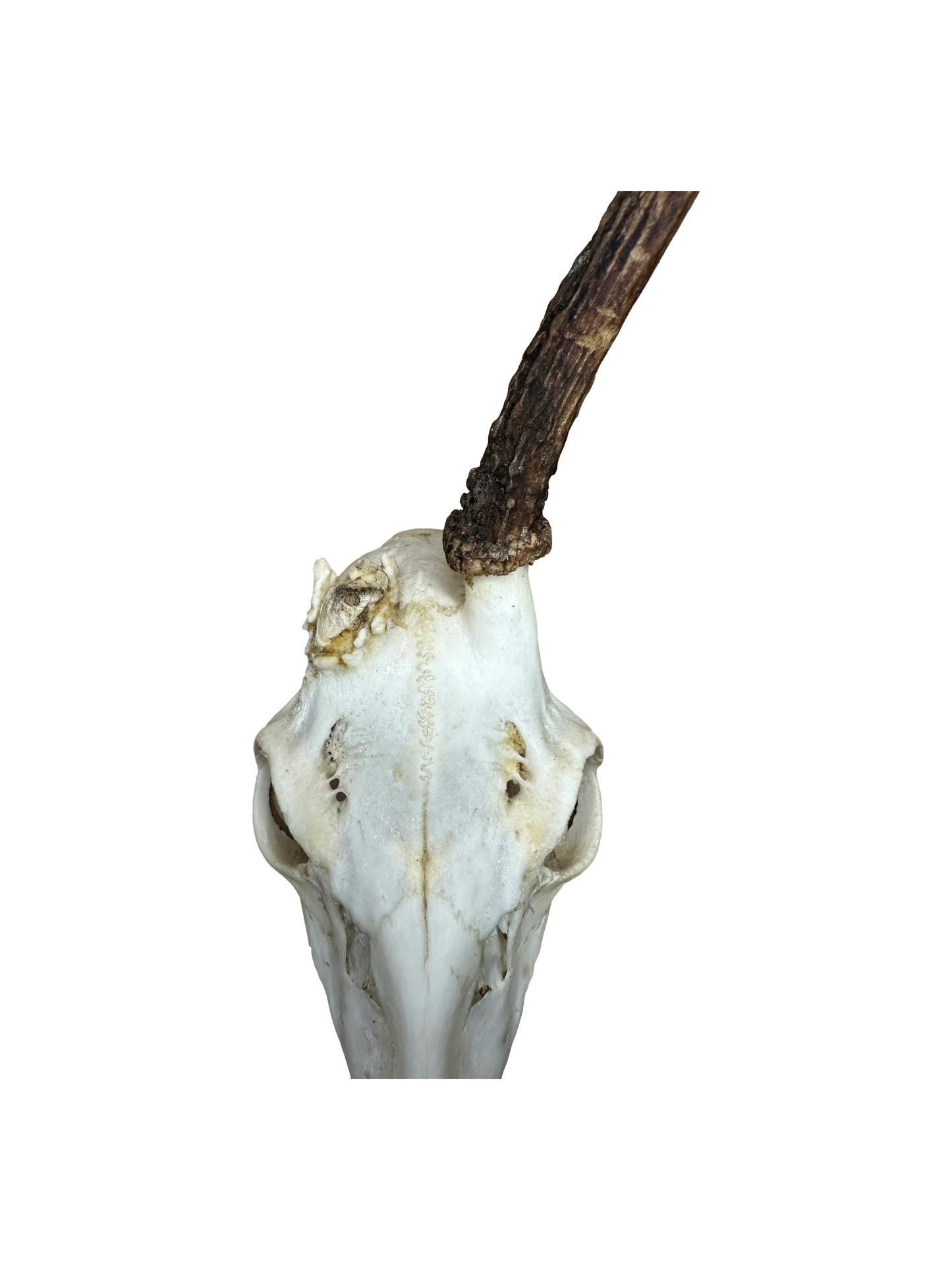 Bockschädel Rehbock Nr. 9