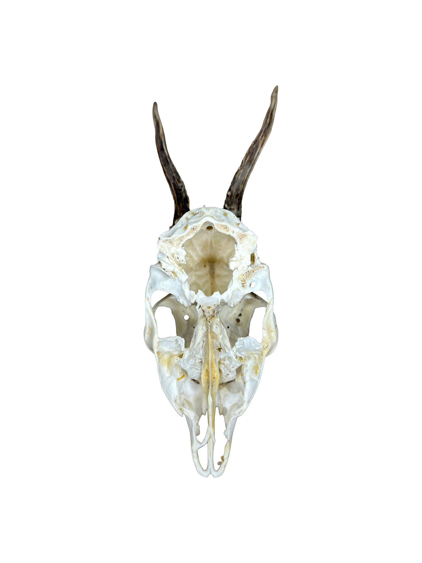 Bockschädel Rehbock Nr. 16
