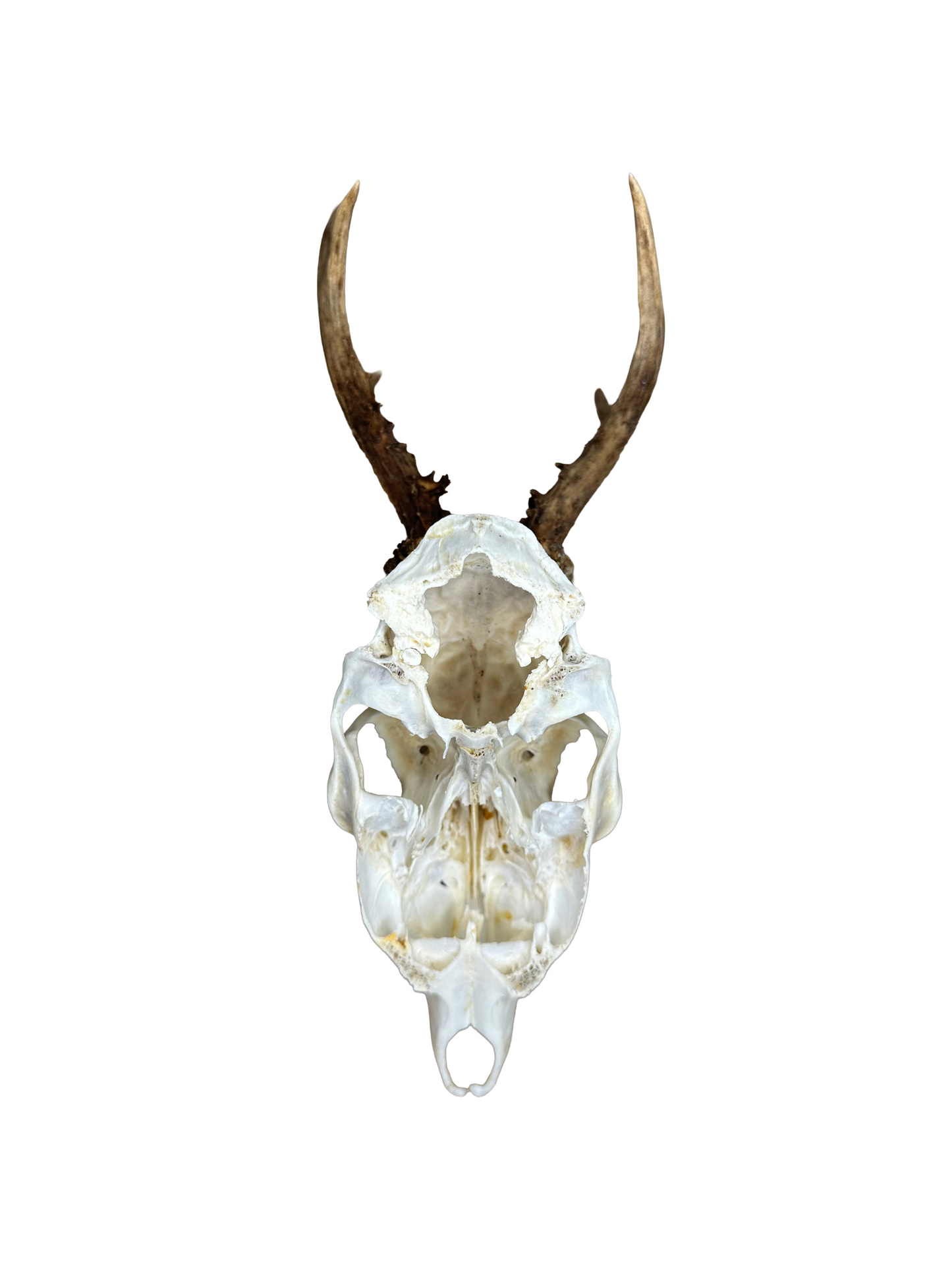 Bockschädel Rehbock Nr. 5