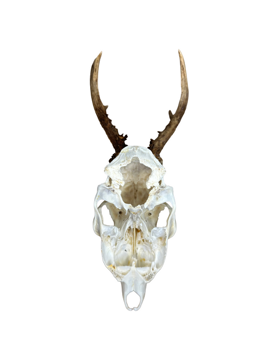 Bockschädel Rehbock Nr. 5