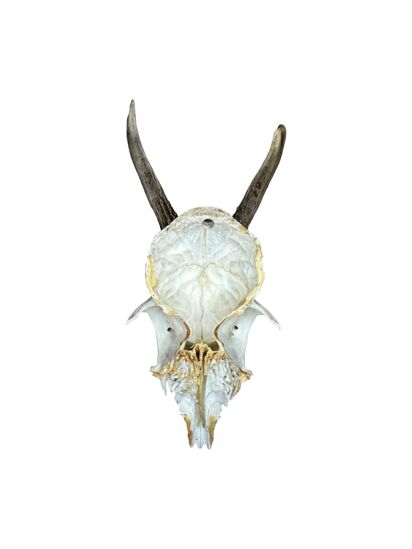 Bockschädel Rehbock Nr. 3