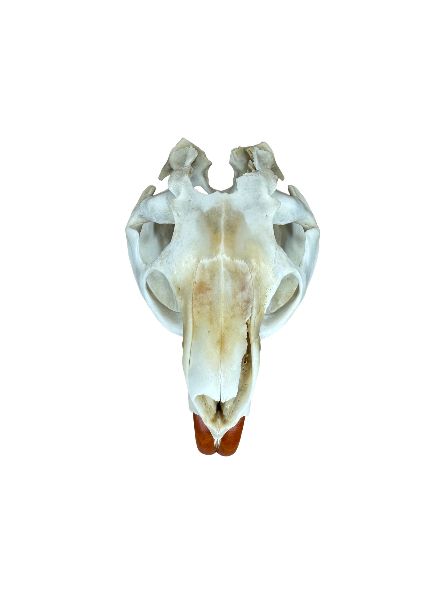 Nutria Schädel beschädigter Hinterkopf Nr. 3