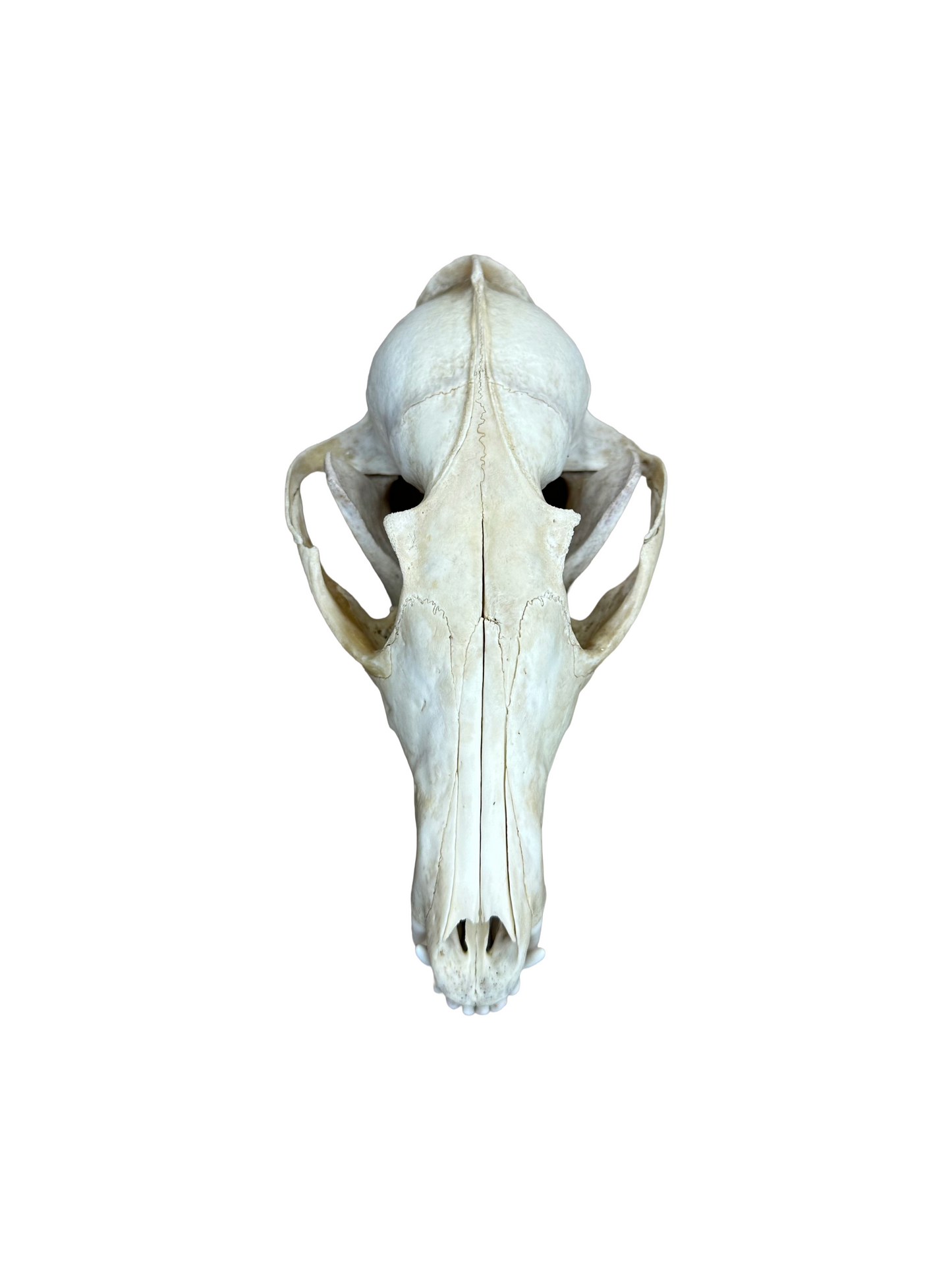 Fuchs Schädel beschädigte Ohrmuschel Nr. 5