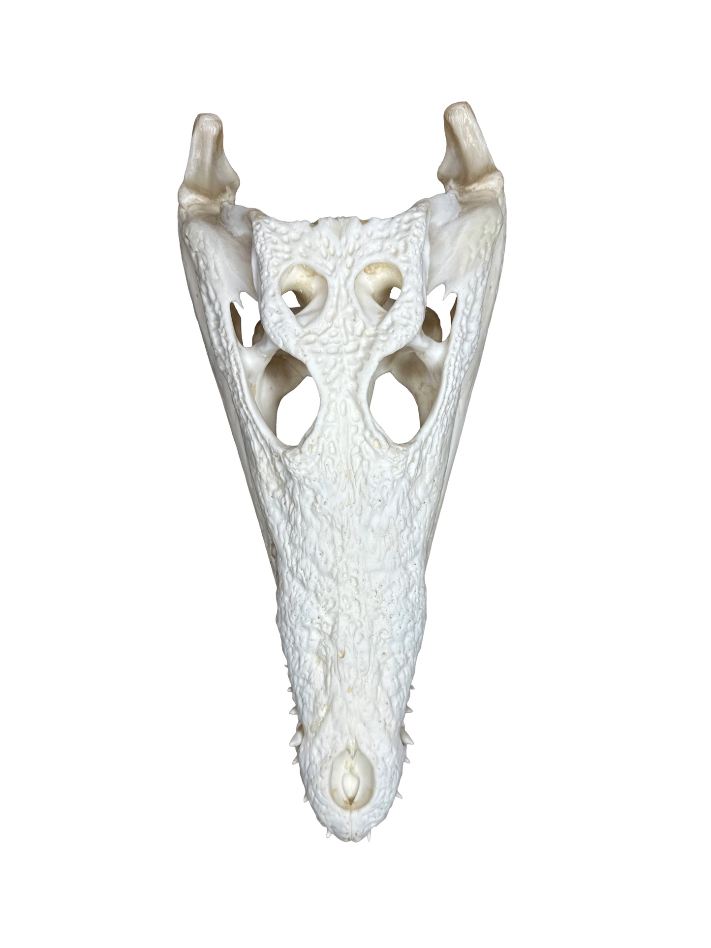 Nilkrokodilschädel mit CITES 30cm 4002