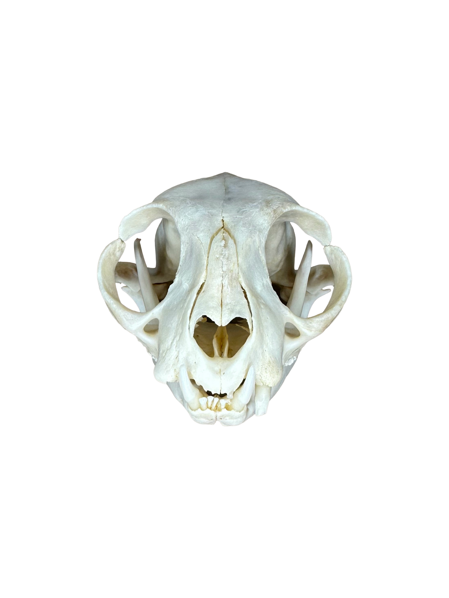 Katzen Schädel 2. Wahl Nr. 1