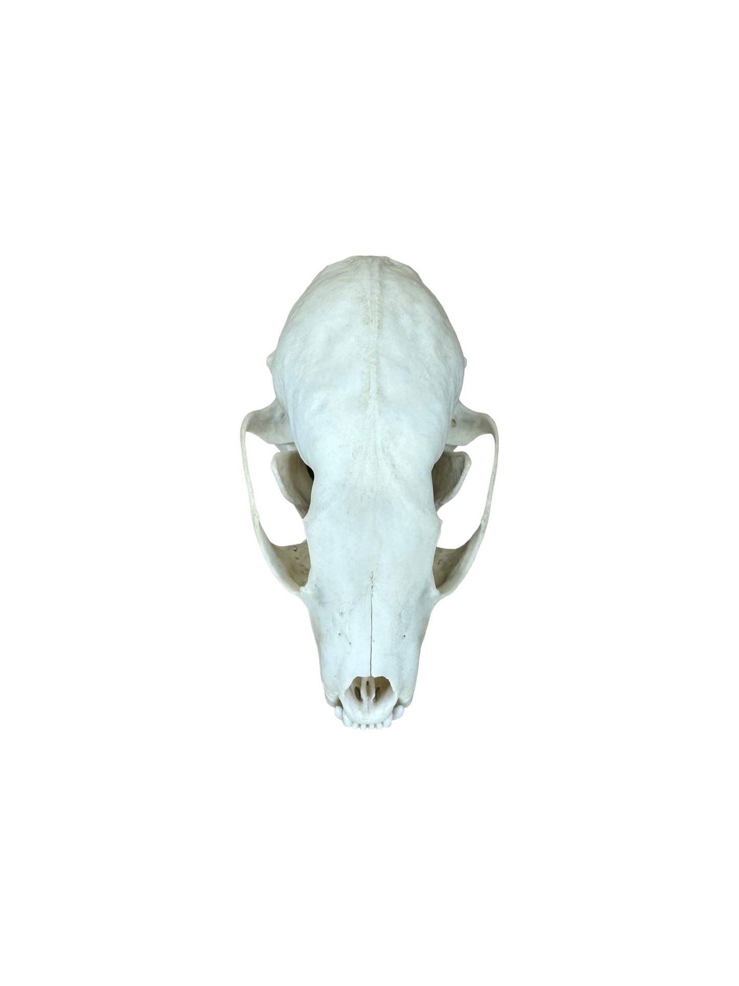 Baummarder Schädel 2. Wahl Nr. 2