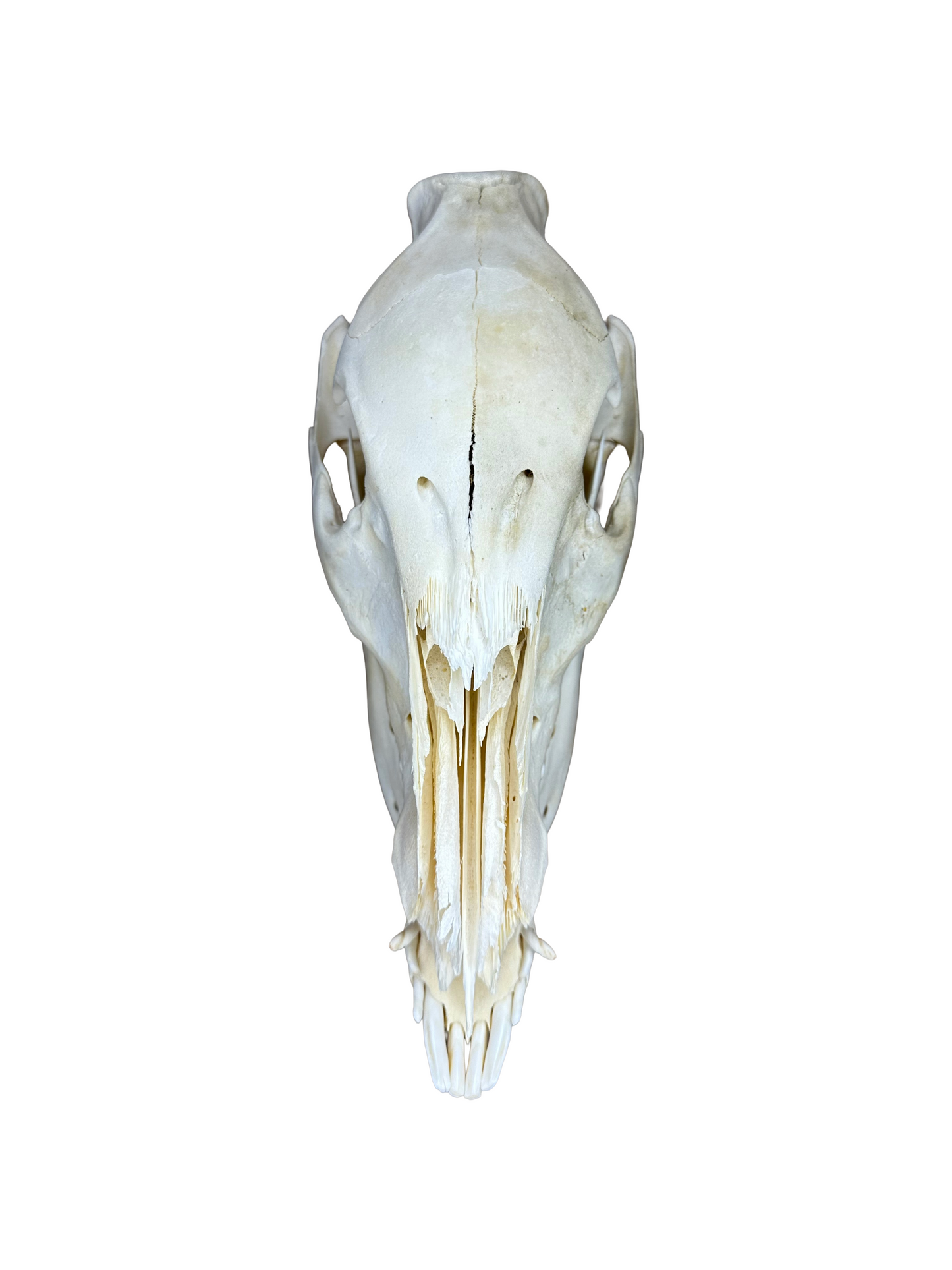 Wildschwein Schädel Nr. 3