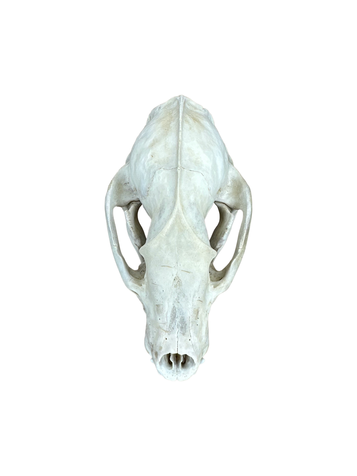 Dachs Schädel brüchig Nr. 5