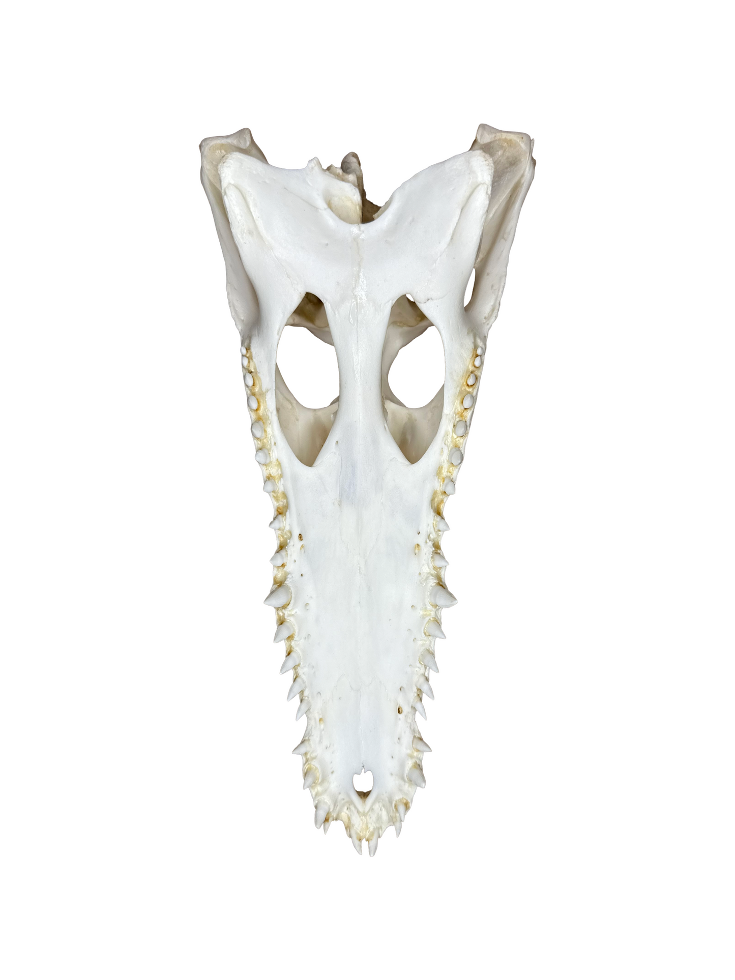 Nilkrokodilschädel mit CITES 30cm 4002