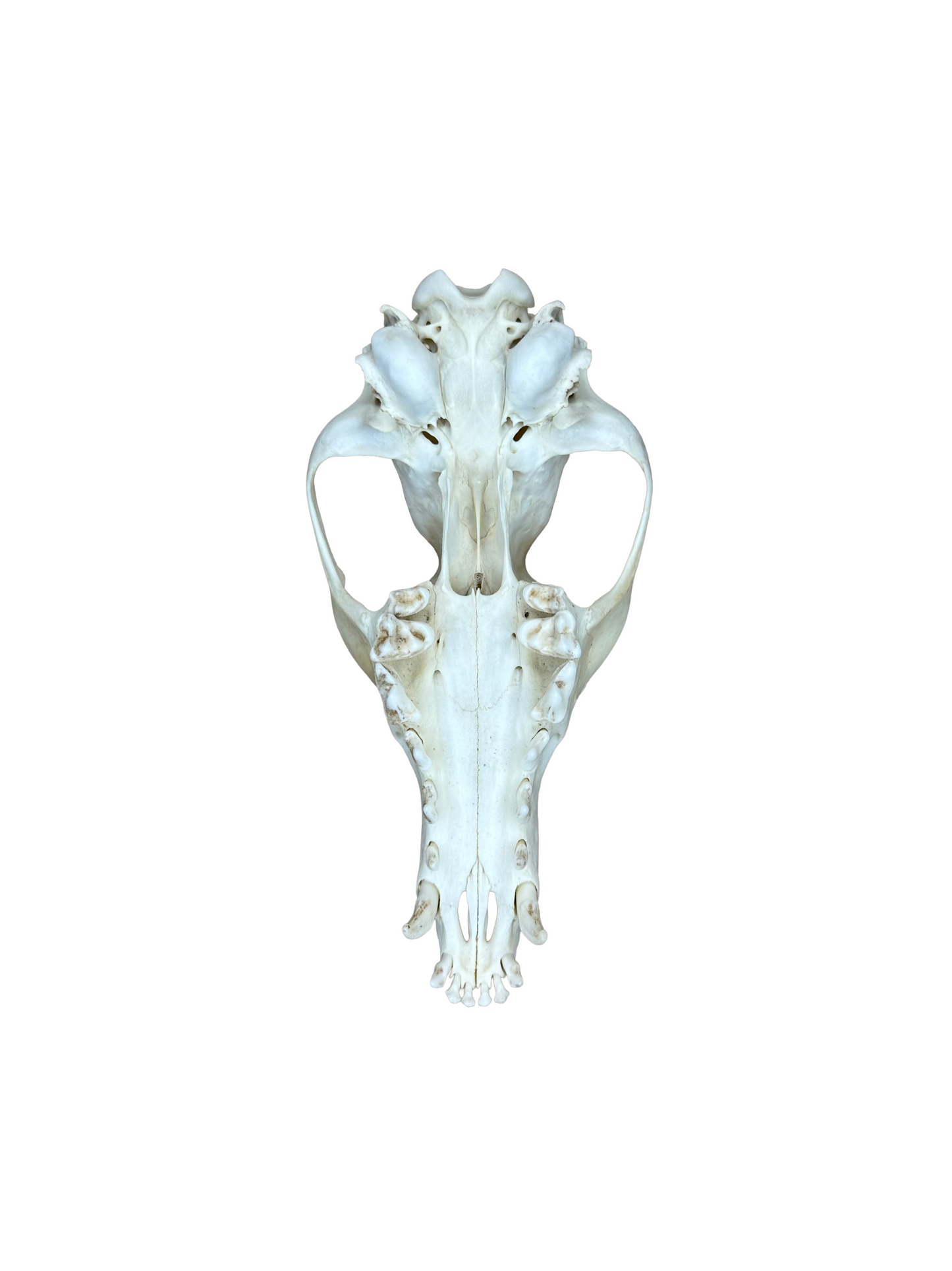 Fuchs Schädel Zähne fehlen Nr. 7