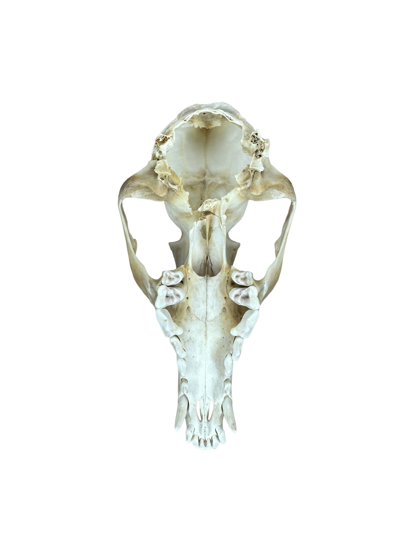 Fuchs Schädel Hinterkopf gebrochen Nr. 2