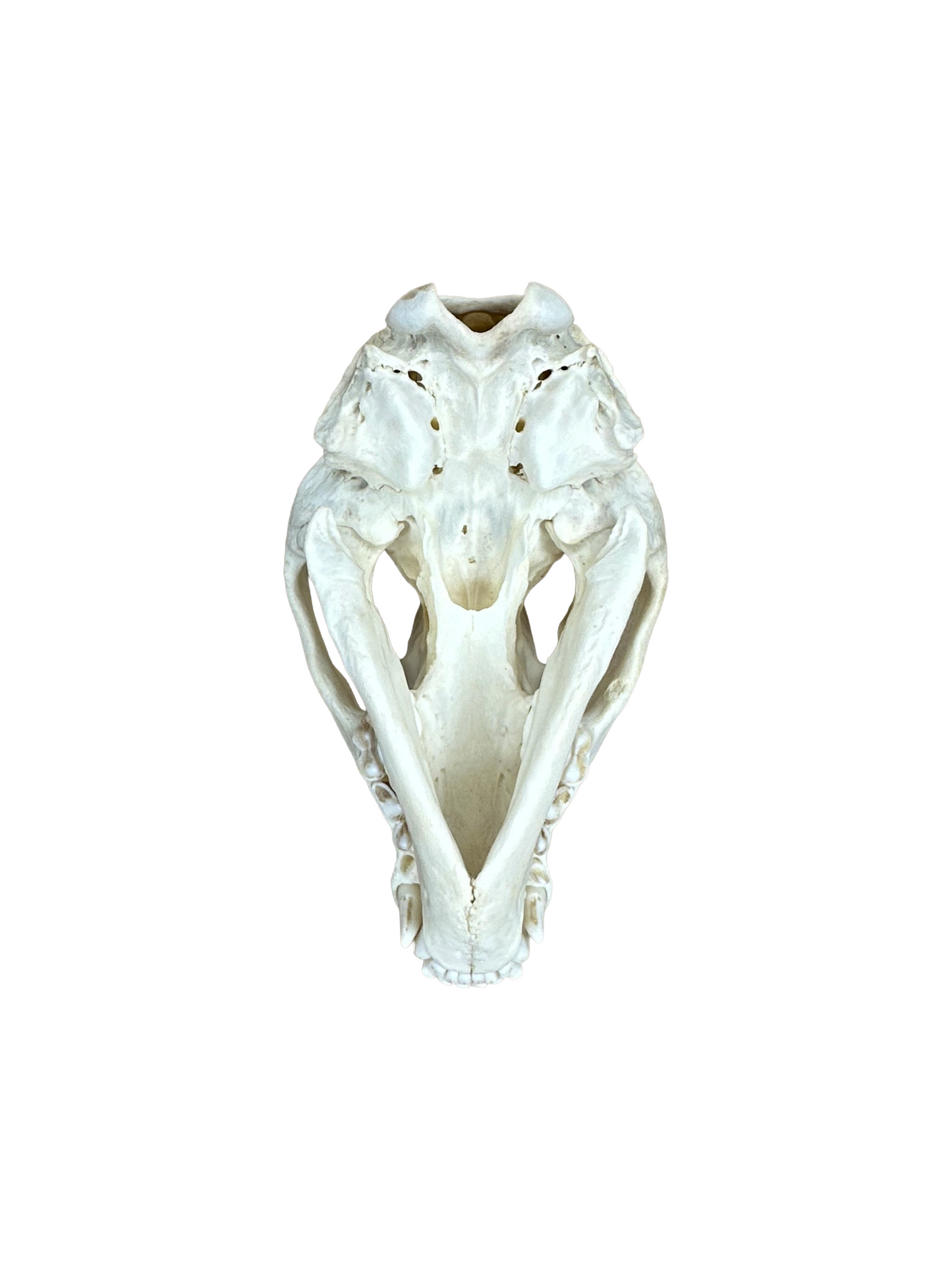 Dachs Schädel Zahn fehlt Nr. 6