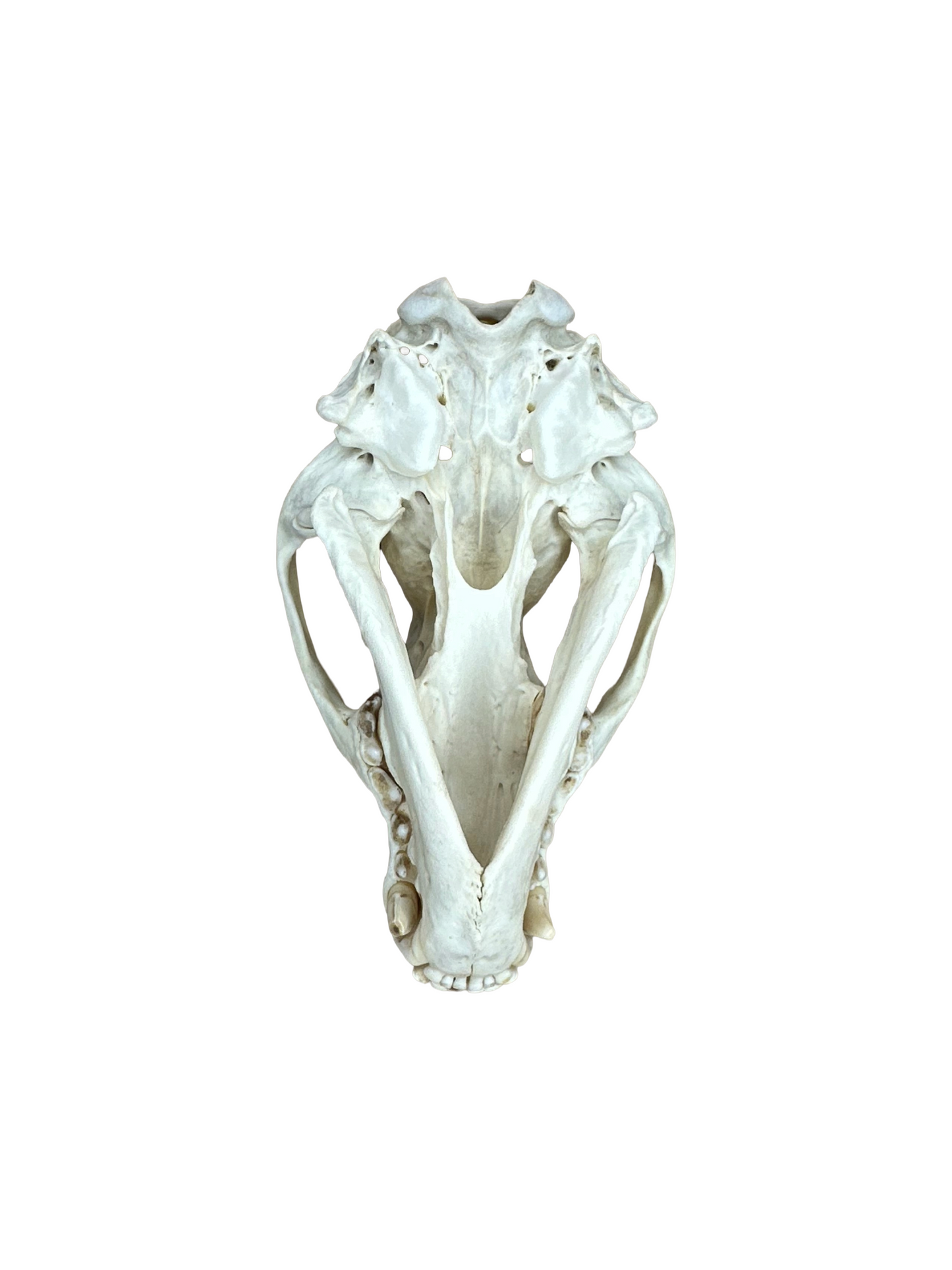 Dachs Schädel zwei Zähne fehlen Nr. 7