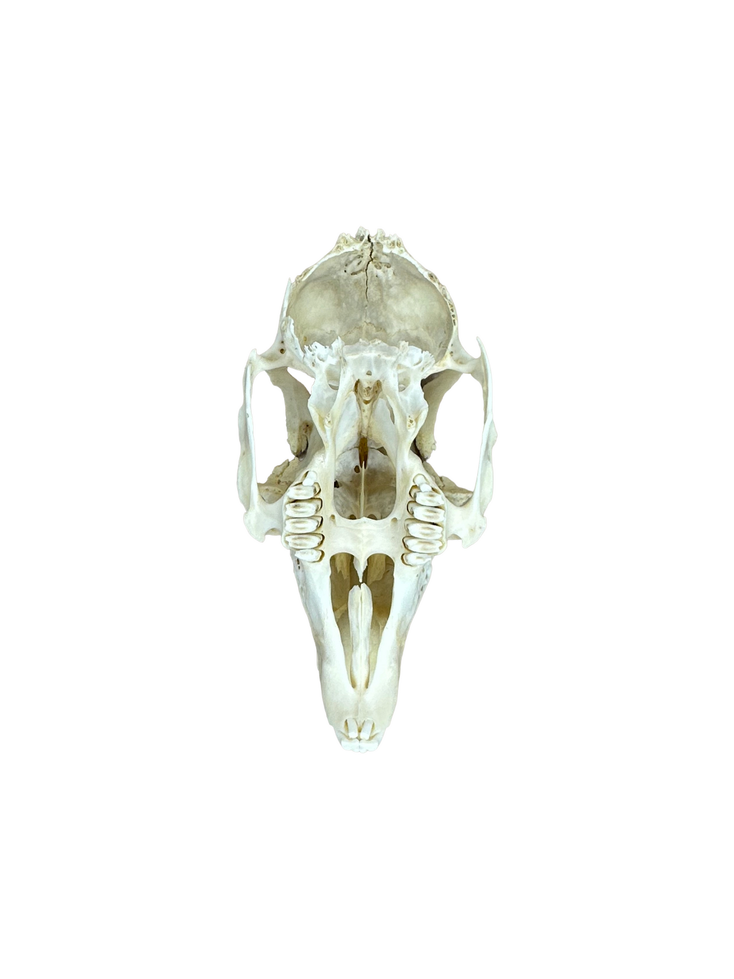 Feldhase Schädel Hinterkopf beschädigt Nr. 2