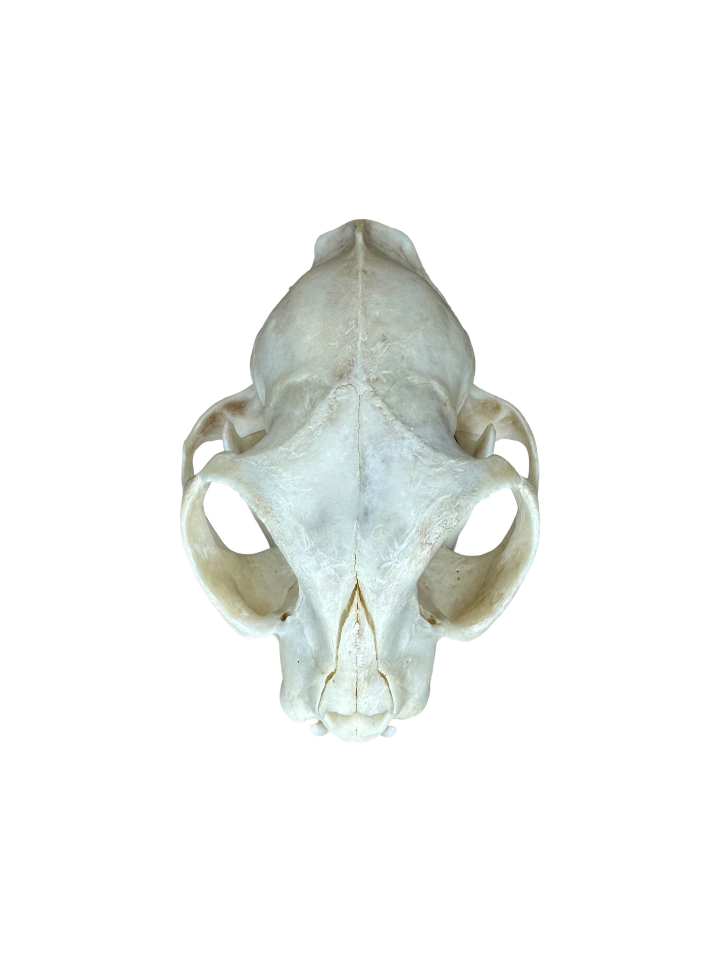 Katzen Schädel 2. Wahl Nr. 1