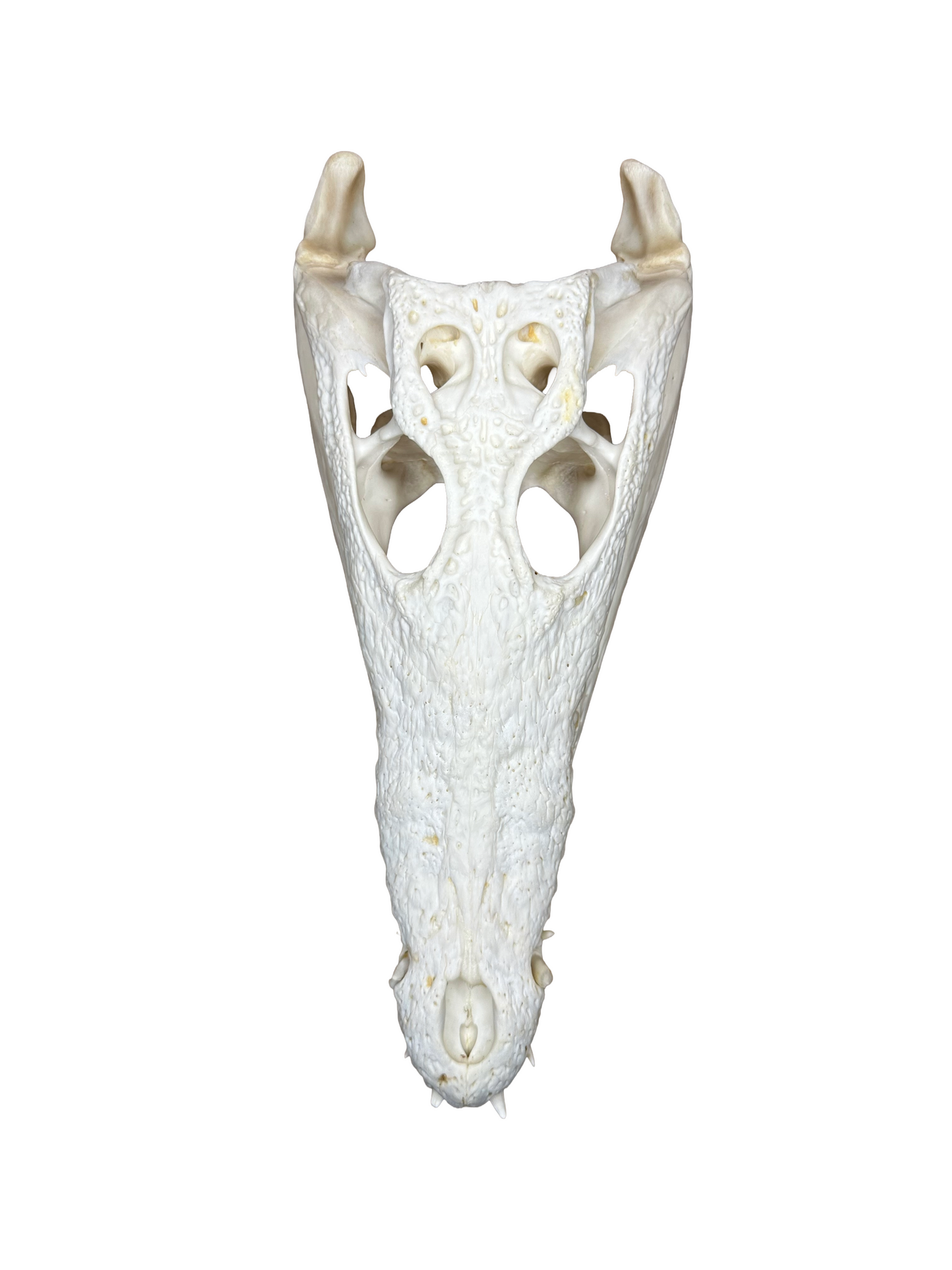 Echter Nilkrokodilschädel mit CITES