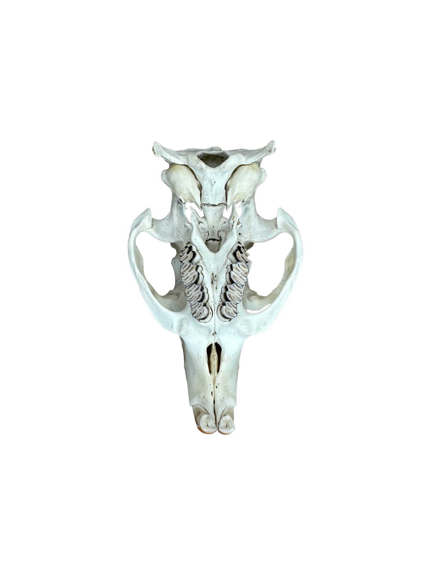 Nutria Schädel Hinterkopf fehlt Nr. 1