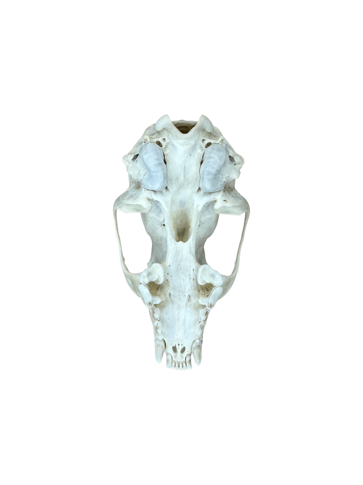 Baummarder Schädel 2. Wahl Nr. 2