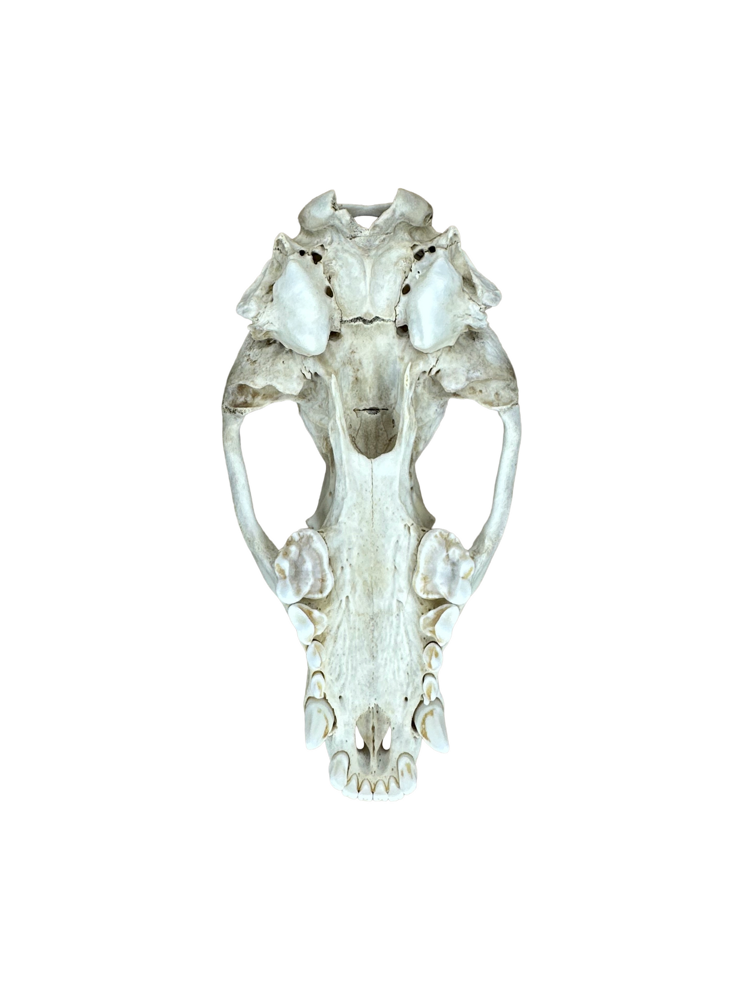 Dachs Schädel brüchig Nr. 5