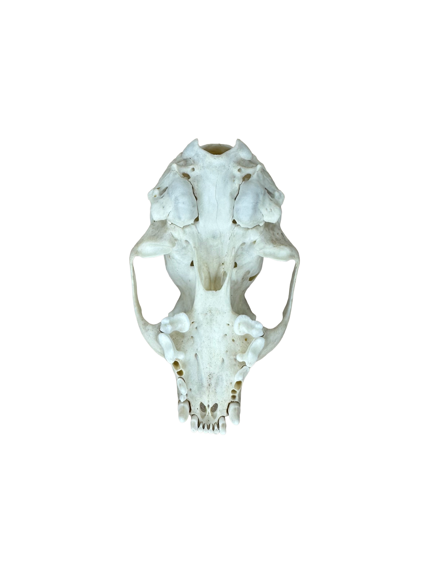 Steinmarder Schädel Löcher Nr. 3