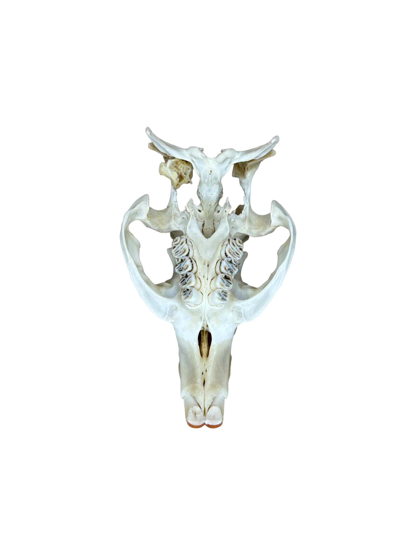 Nutria Schädel beschädigter Hinterkopf Nr. 3