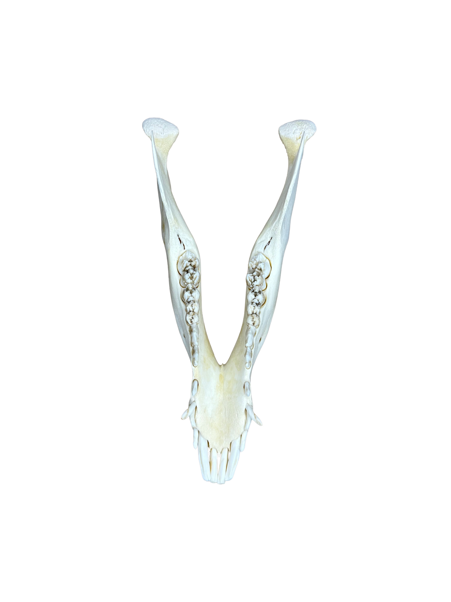 Wildschwein Schädel Nr. 3