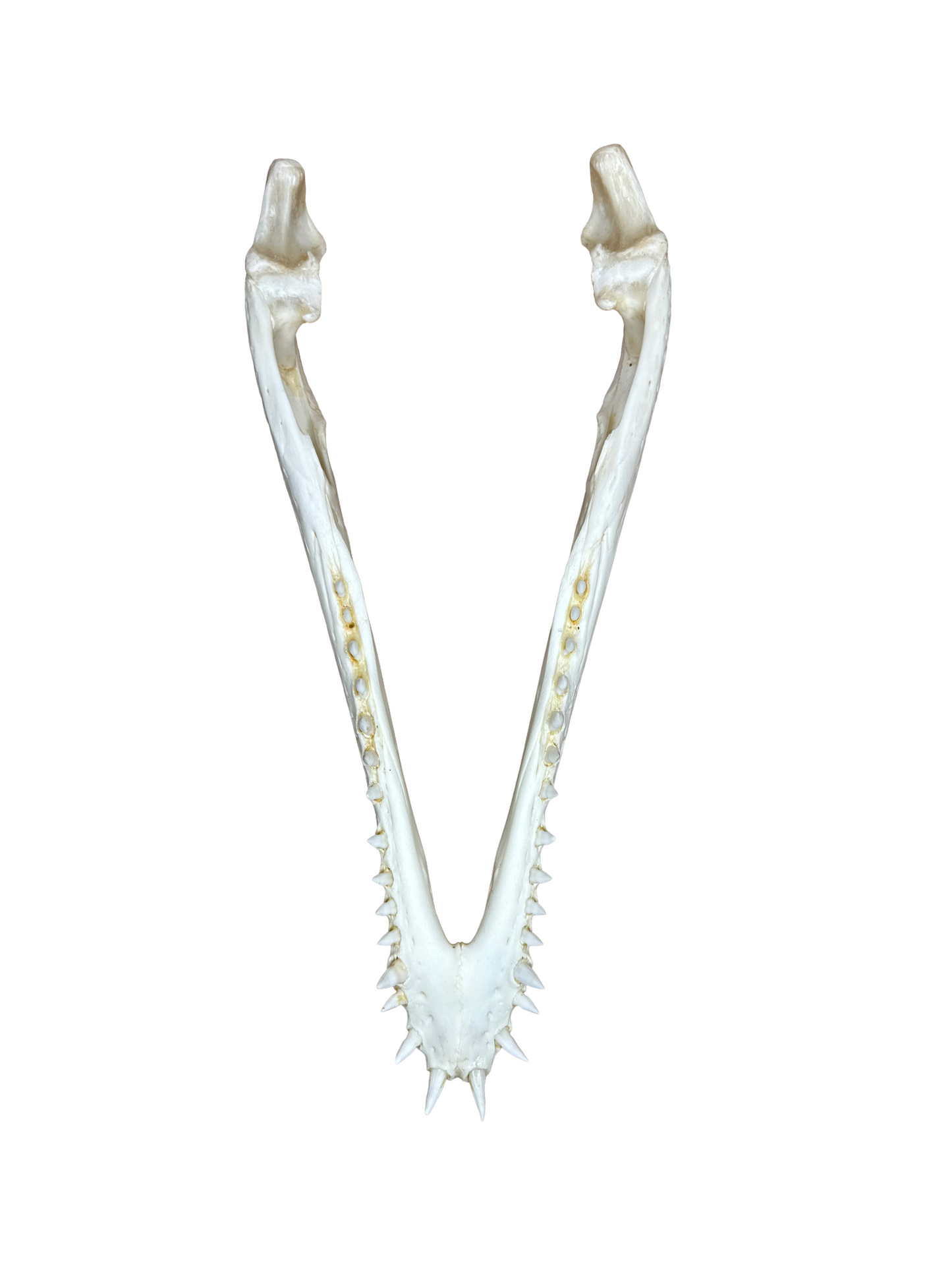 Nilkrokodilschädel mit CITES 30cm 4002