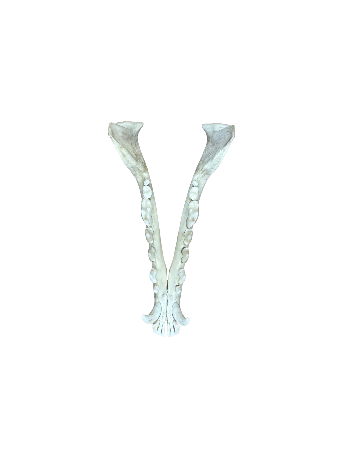 Fuchs Schädel Loch Hinterkopf Nr. 6