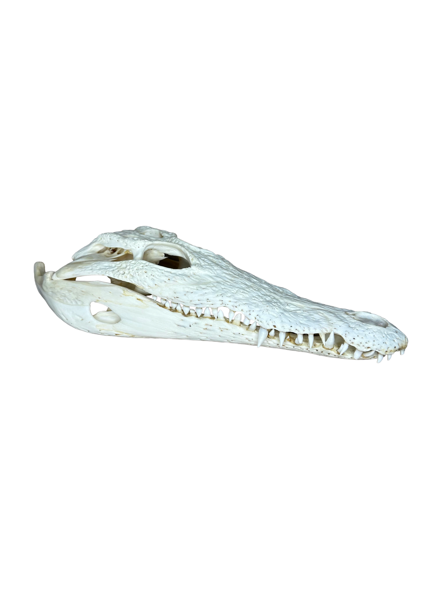 Nile crocodile skull with CITES permit, 30cm, 4002