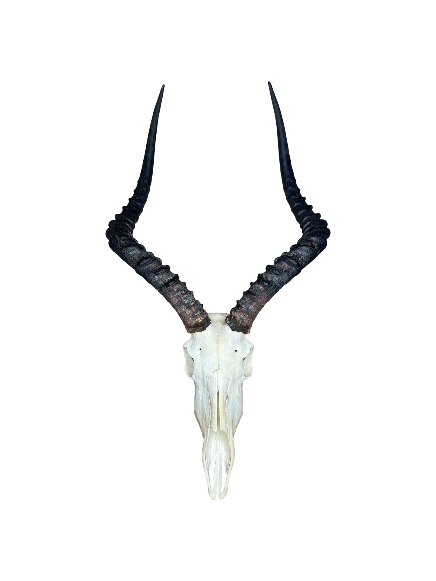 Impala Schädel